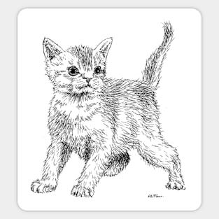 Cute little fluffy kitten! Sticker